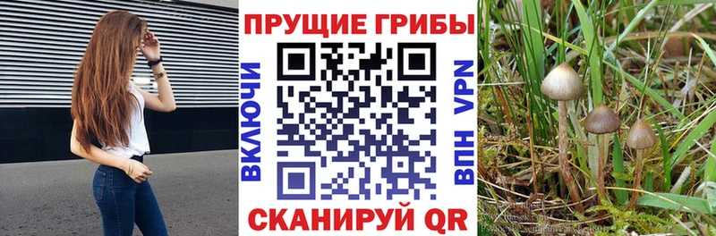 ссылка на мегу ТОР  Керчь  Галлюциногенные грибы Psilocybine cubensis 